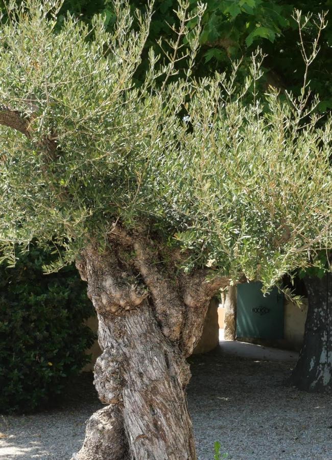 Maison D'Hotes Le Mas Des Vignes Otel Rochegude  Dış mekan fotoğraf