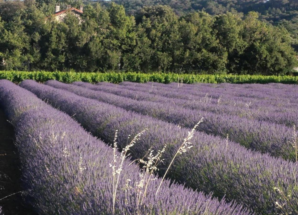 Maison D'Hotes Le Mas Des Vignes Otel Rochegude  Dış mekan fotoğraf